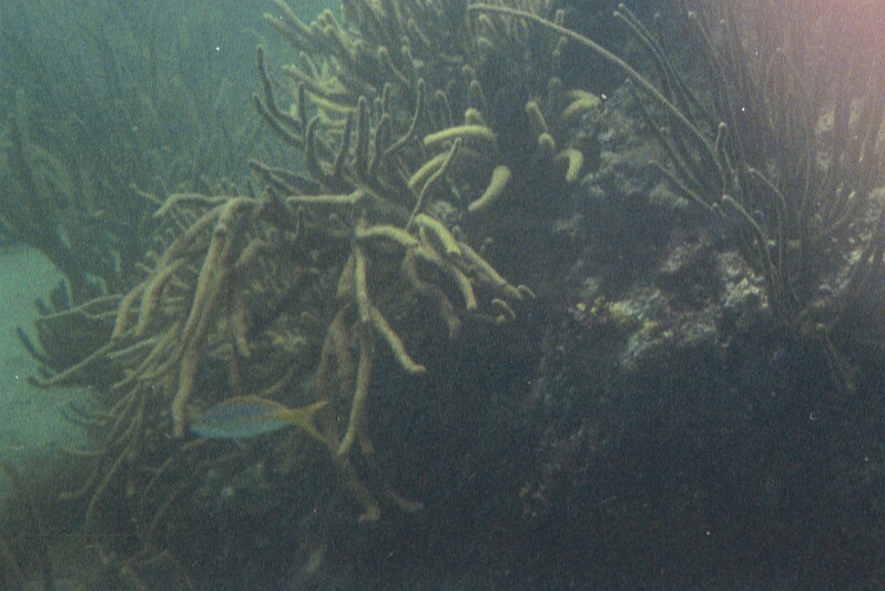 Searods, yellowtail snapper, Alligator Reef, 07/18/04