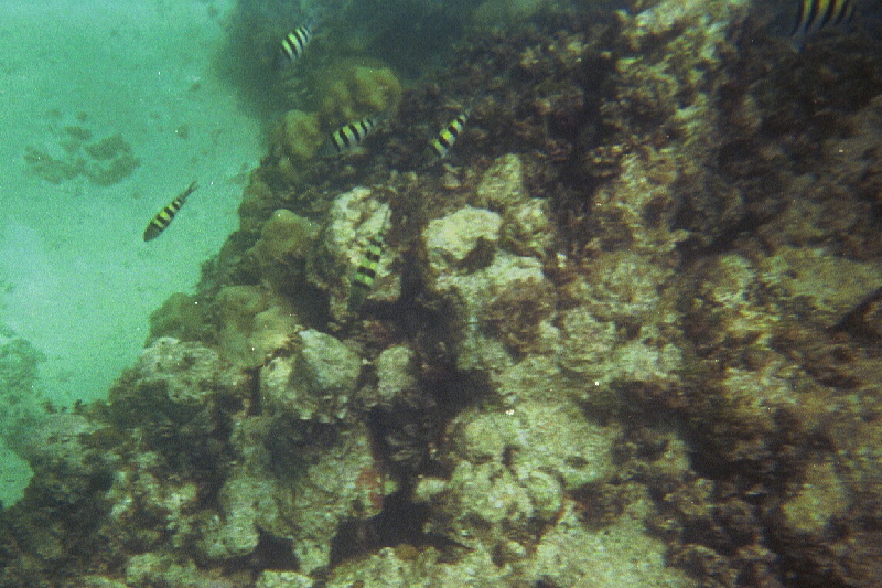 Sergeant Majors, Hen & Chickens Reef, 07/19/04
