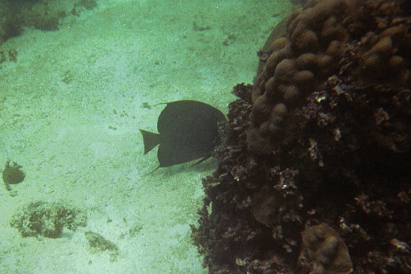 Shy angelfish, Hen & Chickens Reef, 07/19/04