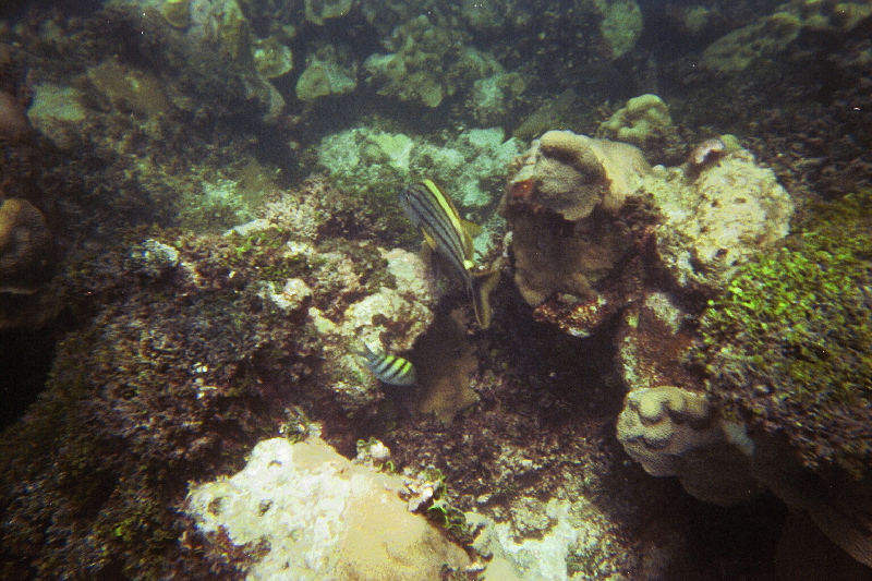 Stripers, Hen & Chickens Reef, 07/19/04