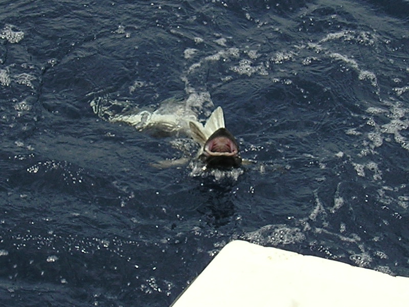 Shovelhead Shark, Eagle Wreck, 07/21/04