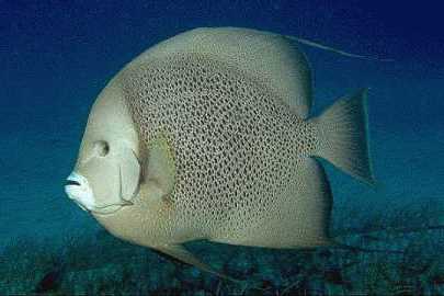 Gray Angelfish