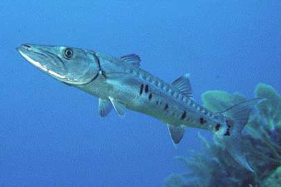 Great Barracuda