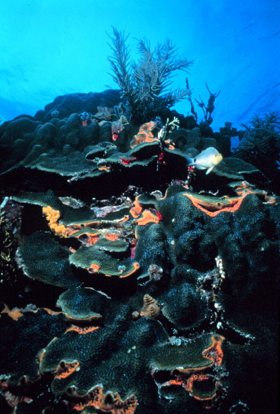 Boulder Star Coral