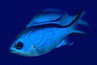 Blue Chromis