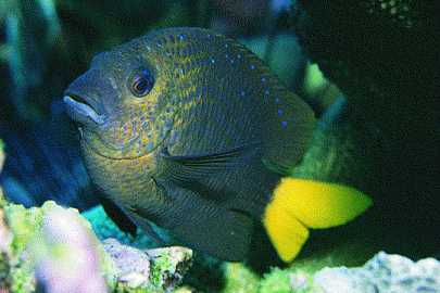 Damselfish