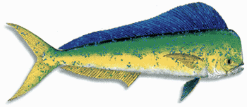 Dolfin, Mahi Mahi