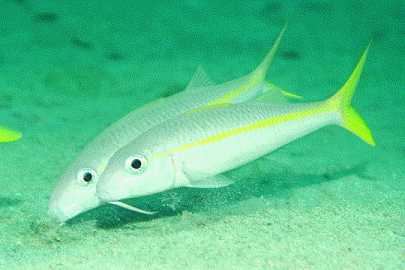 Yellow goatfish