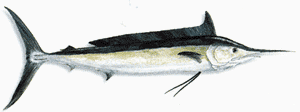 Longbill Spearfish