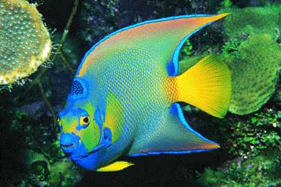 Queen Angelfish