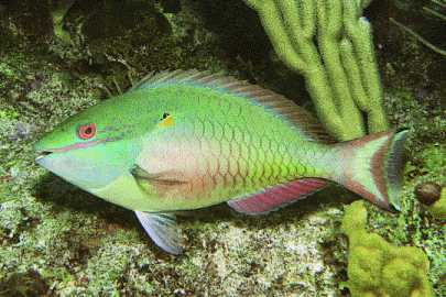 Redband Parrotfish