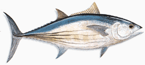 Skipjack Tuna