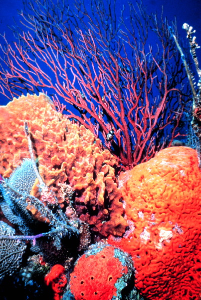 Spong, Coral & Searods