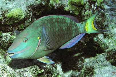 Stoplight Parrotfish