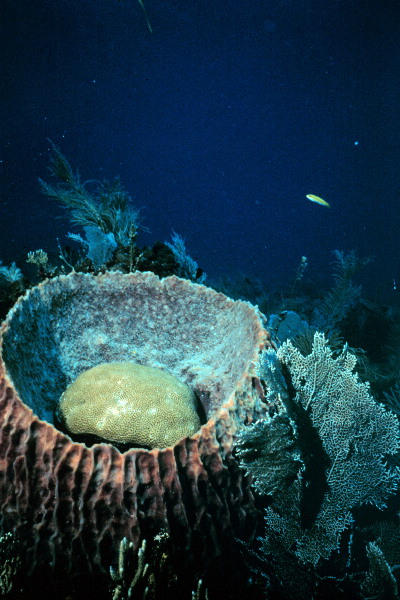 Vase Spong & Star Coral