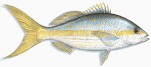 Yellowtail